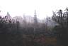 morningfog.jpg